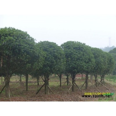 江西香樟*新價格/江西香樟報價