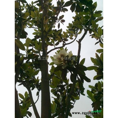 10-20cm香樟櫸樹大量供應！價格電聯洽談！