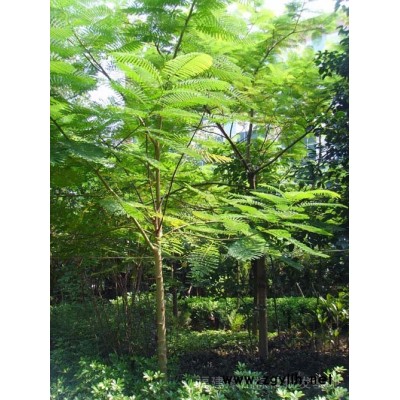 菩提榕 鳳凰木，香樟，杜松，小葉榕，盆架子，菩提樹