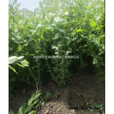 供應桂花-金桂 丹桂-大桂花樹