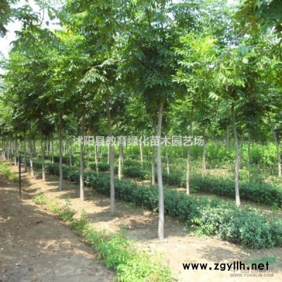 江蘇桂花銷售價格 南京榆葉桃批發 廣玉蘭銷售