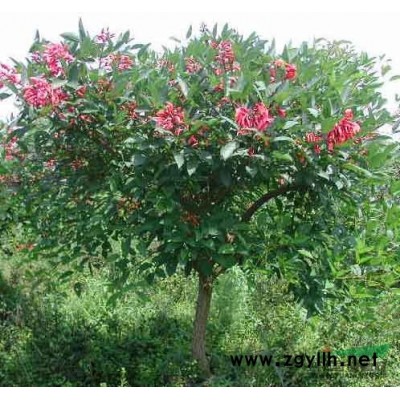 福建省香樟5-7cm移植苗