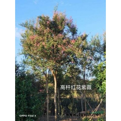 高桿桂花