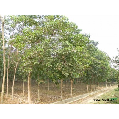 桂花報價：胸徑8-30桂花價格，八月桂花四季桂花樹，全冠金桂