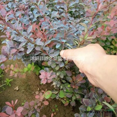 大葉女貞基地大量精品大葉女貞現貨直銷