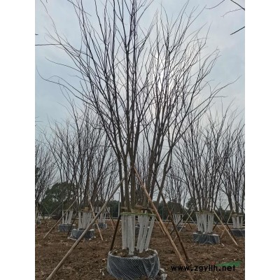 精品桂花！分枝統(tǒng)一，冠幅飽滿，桿直冠圓，樹型漂亮！黑土田苗..