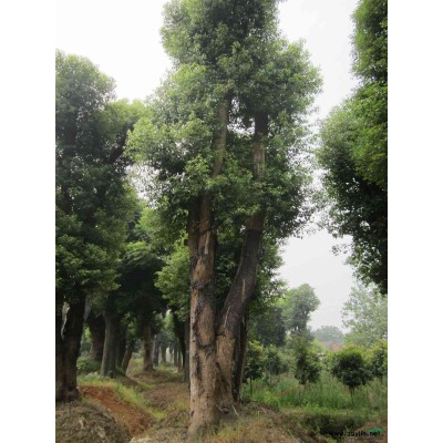 益陽市慧林園林供應雙桿骨架香樟樹