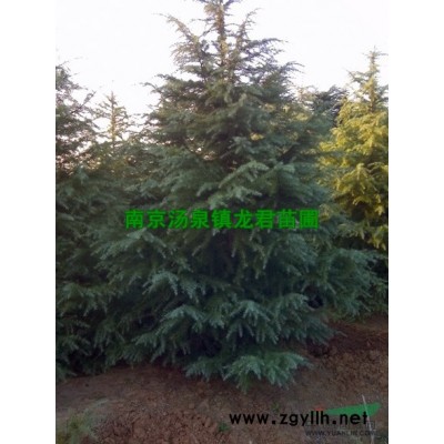 桂花，南京桂花價格，*新報價