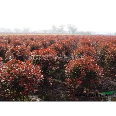 供應(yīng)大葉女貞8一12公分