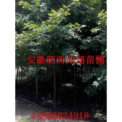 安徽合肥供應冠幅50-500公分叢生桂花、合肥肥叢生桂花基地
