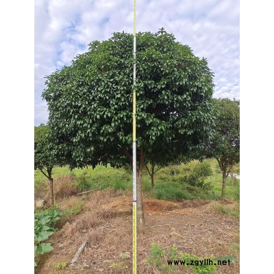 狀元紅桂花，金桂花