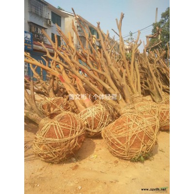 3Cm桂花益陽貨源