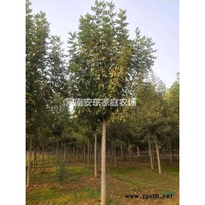 出售8--10公分大葉女貞5500棵價格優惠農戶直銷