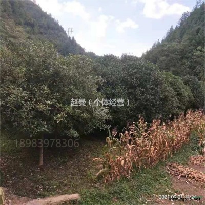 米徑10-20公分的桂花樹(shù)出售