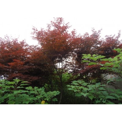 香樟，樸樹，榆樹，玉蘭，桂花等