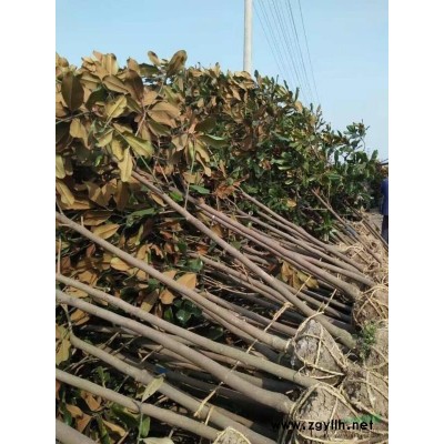 8公分10公分12公分大葉女貞價格 江蘇大葉女貞報價