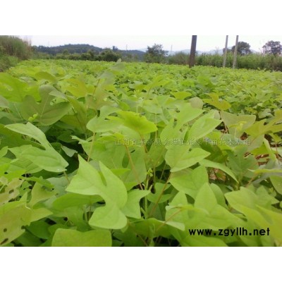 20-150公分高濕地松紅豆杉楓香杜英香樟木荷杉木馬尾松