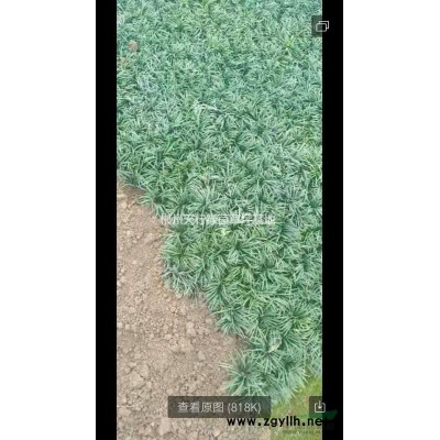 金森女貞(大葉女貞，