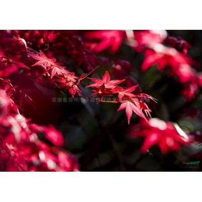 丹桂小苗 桂花小苗 全椒丹桂小苗 滁州桂花