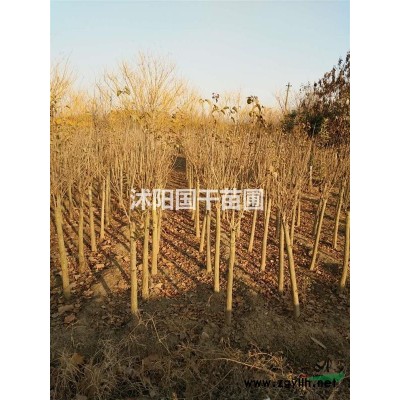 高桿女貞 高桿女貞價格 高桿女貞苗 大葉女貞工程苗 女貞苗