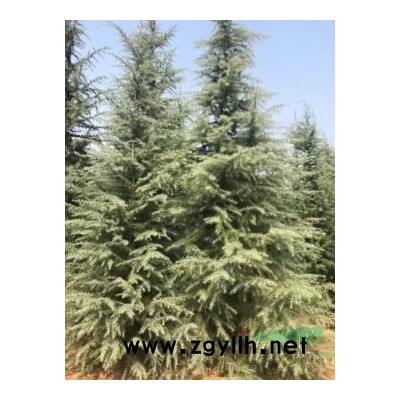 桂花價格，桂花產(chǎn)地金桂—銀桂—四季桂