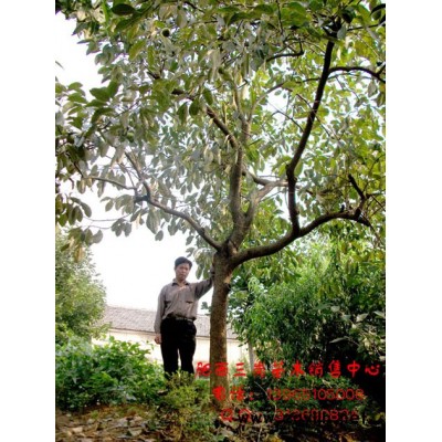 桂花小苗 中華紅葉楊