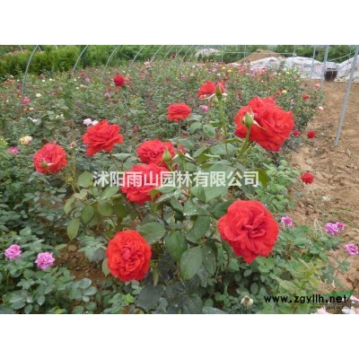 出售3米冠的大葉女貞，基地現(xiàn)貨