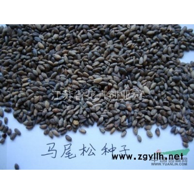 供應(yīng)香樟，大葉香樟種子，小葉香樟種子，櫸樹種子等