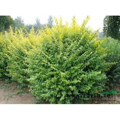 浙江香樟*新報價/香樟圖片