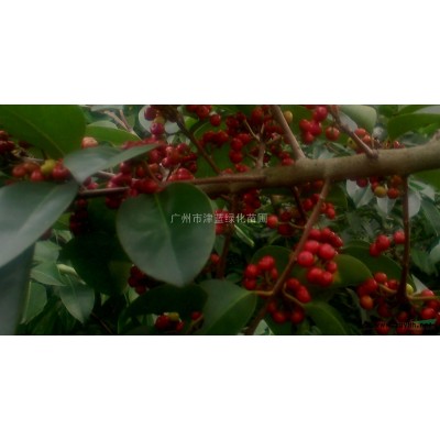 廣州市津藍綠化專業生產香樟小苗