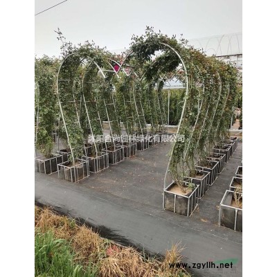 沭陽本地桂花耐寒 四季桂 金桂 丹桂 銀桂小苗 價格表圖片