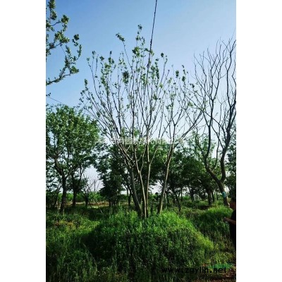 沭陽叢生女貞基地 大量直銷50-300冠幅叢生大葉女貞價格