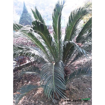 九江桂花 九江全冠桂花大量批發 本基地還有很多的高桿桂花出售