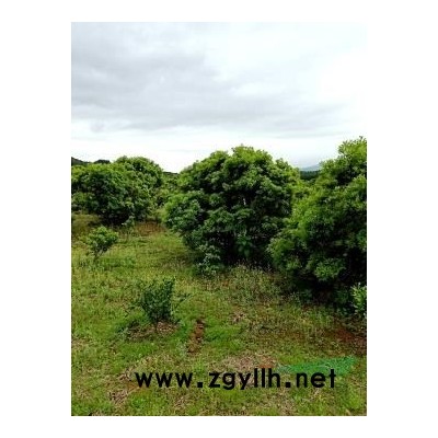 桂花小苗100-150公分高，2年生桂花小苗1公分