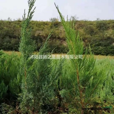 桂花樹出售--桂花樹基地貨源--當季價格