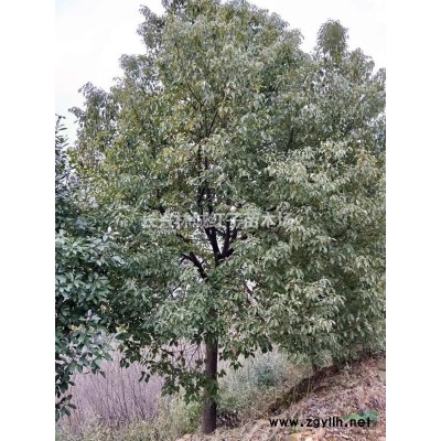 桂花柱子，紅葉石南柱子，