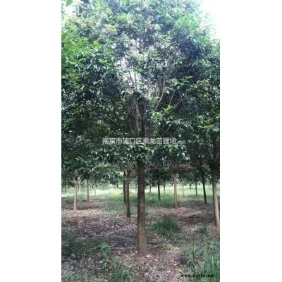 19公分大葉女貞·20公分大葉女貞產地苗圃直銷