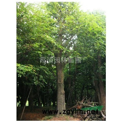 南京大量供應桂花  3米冠幅桂花價格*低