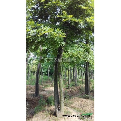 南京桂花球，精品桂花球價格，移植桂花球價格優惠