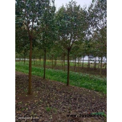 清地處理7－12公分大葉女貞，量大