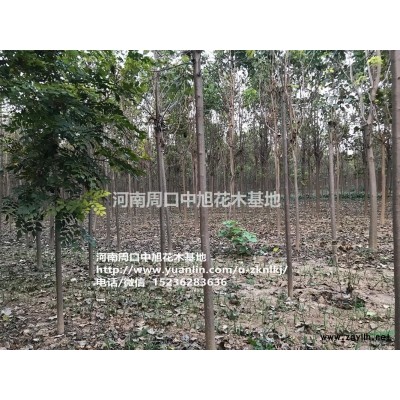 大葉女貞3-8公分，歡迎垂詢