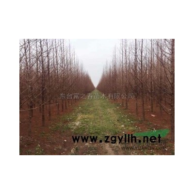 江蘇桂花樹，桂花，八月桂，四季桂新報價