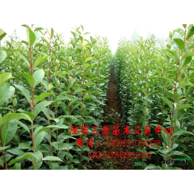 供應1-3年生大葉女貞小苗、紫薇小苗