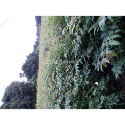 兩公分大葉女貞苗