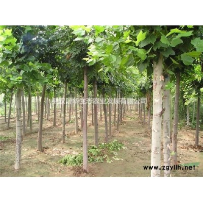 金桂花 地徑12-15