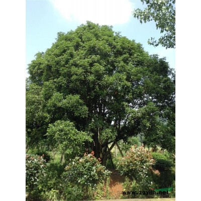 2015年*新長勢(shì)桂花