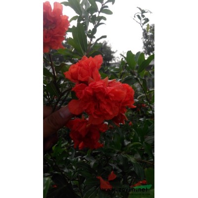 湖北地區供應大葉女貞