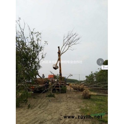 湖北荊州大量出售大葉女貞，紅果冬青，桂花等