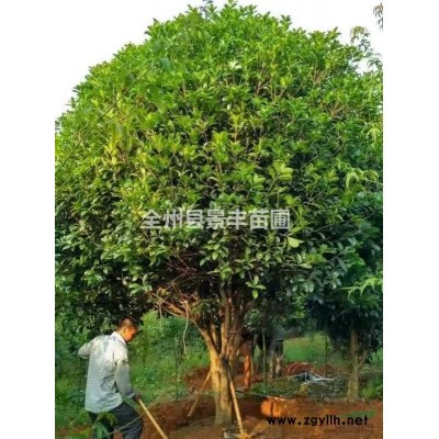 廣西桂林地區供應10-45公分桂花樹