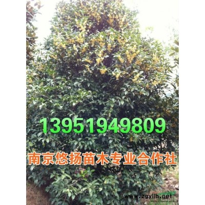 大葉女貞，高桿女貞，南京悠揚(yáng)苗木合作社大葉女貞基地